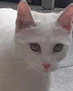 Lieve Witte  Turkse van kater, Dieren en Toebehoren, Katten en Kittens | Raskatten | Korthaar, Gechipt, 0 tot 2 jaar, Kater