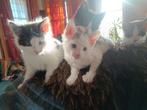Onwijs lieve halve Selkirk Rex kittens, Dieren en Toebehoren, Katten en Kittens | Overige Katten, Kater