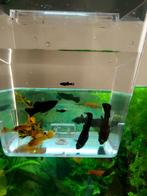 Alleen nog Black molly's!, Dieren en Toebehoren, Vissen | Aquariumvissen, Vis, Zoetwatervis, Schoolvis