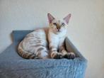 Bengaal kitten met stamboom, Dieren en Toebehoren, Katten en Kittens | Raskatten | Korthaar, Kater, Gechipt, 0 tot 2 jaar