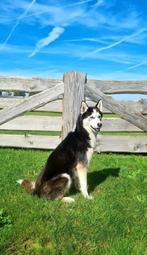 Huskey, Reu, 8 Maanden, Dieren en Toebehoren, Rabiës (hondsdolheid), 15 weken tot 1 jaar, Reu, Poolhond