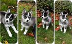 Pomsky x pomsky pup, Dieren en Toebehoren, CDV (hondenziekte), 8 tot 15 weken, Teef, Poolhond