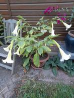 Witte brugmansia, Ophalen, Overige soorten, Volle zon