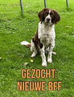 Gezocht: puppy voor Nora, Overige rassen, 8 tot 15 weken, Teef, Eén hond