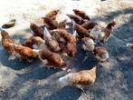 Te koop: leghennen, Dieren en Toebehoren, Pluimvee | Toebehoren, Ophalen, Kippenhok of Kippenren