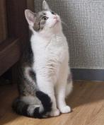 Europese korthaar, ZOekt een nieuwe warme huisje 1 jaar oud, Kater, Gechipt, 0 tot 2 jaar