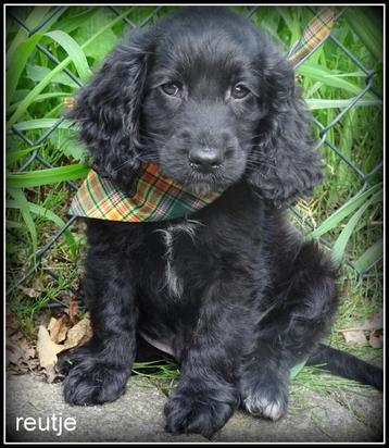 cockapoo pups beschikbaar voor biedingen