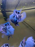 bleu polar dwerg papageeinvis, Dieren en Toebehoren, Vissen | Aquariumvissen