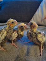 Baby valkparkieten te koop, Dieren en Toebehoren, Vogels | Parkieten en Papegaaien, Geslacht onbekend, Parkiet, Tam