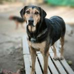 GaGa Animal Care - YENTIL (in een gastgezin in Heerhugowaard, Dieren en Toebehoren, Particulier, Rabiës (hondsdolheid), Buitenland