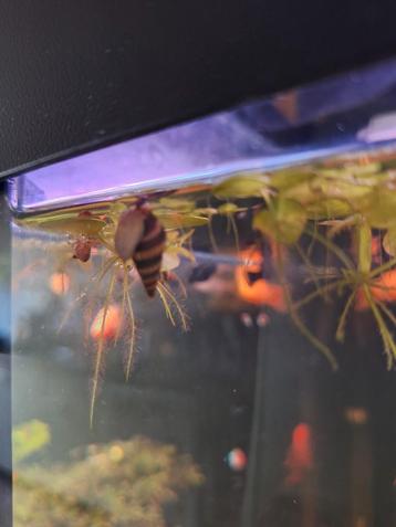 Helena slak beschikbaar voor biedingen