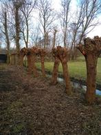 knotwilgen pijnacker/berkel, Tuin en Terras, Planten | Bomen, Ophalen of Verzenden, Volle zon, Overige soorten