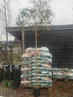 Lei bomen groen blijvend, Ophalen of Verzenden, Halfschaduw, Leiboom