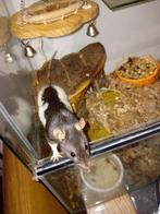 Tamme ratjes, Rat, April, Meerdere dieren, Tam