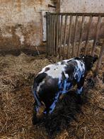 Dikbil vaarskalf, Dieren en Toebehoren, Runderen, Vrouwelijk, 0 tot 2 jaar
