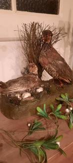 Opgezette Patrijzen Familie, Antiek en Kunst, Kunst | Beelden en Houtsnijwerken, Ophalen of Verzenden