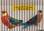 Koppel Stanley rosella's, Dieren en Toebehoren, Meerdere dieren, Parkiet, Geringd