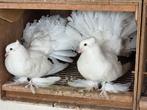 Te koop koppel indiaanse pauwstaarten, Dieren en Toebehoren, Vogels | Duiven, Meerdere dieren, Overige soorten
