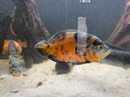 Pauwogen 9 stuks mogen los weg, Dieren en Toebehoren, Vissen | Aquariumvissen, Vis