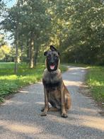 Mechelse herder teef, Dieren en Toebehoren, Ophalen