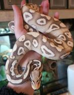 Koningspython- python regius- ballpython, Dieren en Toebehoren, Reptielen en Amfibieën, Slang, Tam, 0 tot 2 jaar