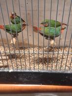 Roodkop papagaai amadines, Dieren en Toebehoren, Geslacht onbekend, Geringd