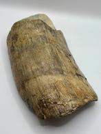 Slagtand fragment mammoet, Verzamelen, Mineralen en Fossielen, Ophalen of Verzenden, Fossiel