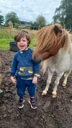 1 mini paardje en 1 shetlander, Merrie, A pony (tot 1.17m)