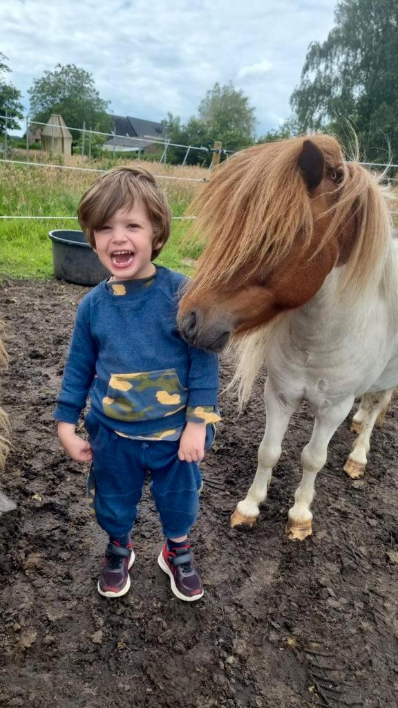 1 mini paardje en 1 shetlander, Dieren en Toebehoren, Pony's, Merrie, A pony (tot 1.17m)