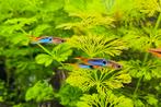 Endler guppy's Japan Blue, Dieren en Toebehoren, Vis