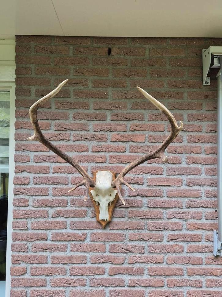 Mooi Groot Edelhert Gewei Echte Schedel Jacht Mancave c89, Verzamelen, Dierenverzamelingen, Zo goed als nieuw, Schedel, Hert, Ophalen
