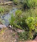 Vijverplanten en stenen, Tuin en Terras, Vijvers, Ophalen, Gebruikt