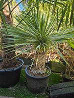 Yucca rostrata prachtige volle planten., Tuin en Terras, Planten | Bomen, Volle zon, 100 tot 250 cm, Zomer, Overige soorten