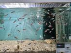 Neon Tetra, Paracheirodon Innesi, Vis, Zoetwatervis