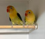Te koop koppel yellow face euwing Fisheries, Dieren en Toebehoren, Meerdere dieren, Dwergpapegaai of Agapornis, Geringd
