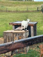 Jonge (dek) bok te koop, Dieren en Toebehoren, Schapen, Geiten en Varkens, Mannelijk, Geit