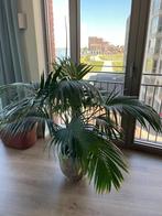 Groene kamerplant, Ophalen, 100 tot 150 cm, Palm, Halfschaduw