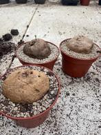 Caudex Stephania Erecta in de 15cm pot, Huis en Inrichting, Kamerplanten, Overige soorten, In pot, Minder dan 100 cm, Bloeiende kamerplant