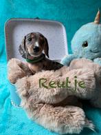 Prachtige Dwerg Teckeltjes 🐶, Dieren en Toebehoren, CDV (hondenziekte), 8 tot 15 weken, Korthaar, Dwerg