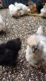 Usa zijdehoen kuikens ongeveer 6 manden oud manden oud, Dieren en Toebehoren, Pluimvee, Geslacht onbekend, Kip