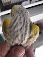 Geel mozaïek agaat opaal, Dieren en Toebehoren, Vogels | Kanaries, Mannelijk, Kleurkanarie