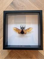 Opgezette grote kever Geprepareerde Eupatorus Gracillicornis, Ophalen of Verzenden