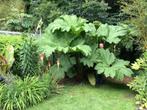 Gunnera manicata / DE ECHTE / reuzenrabarber / winterhard, Tuin en Terras, Planten | Tuinplanten, Overige soorten, Vaste plant