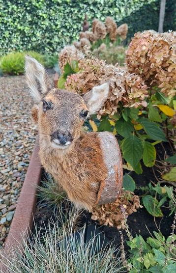 Opgezet reekopje op standaard - 48cm beschikbaar voor biedingen