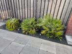 3x Europese dwergpalm, Ophalen, Vaste plant