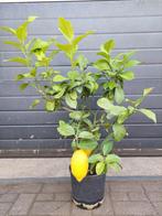 Citrus Lemon / Citrus Limon - Citroenboom H: 95 cm., Tuin en Terras, Ophalen, Minder dan 100 cm, Lente, Volle zon