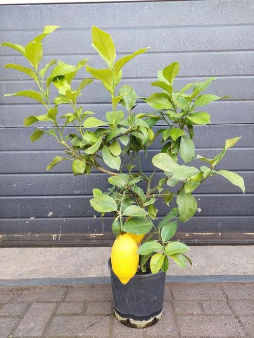 Citrus Lemon / Citrus Limon - Citroenboom H: 95 cm., Tuin en Terras, Planten | Fruitbomen, Citroenboom, Minder dan 100 cm, Volle zon