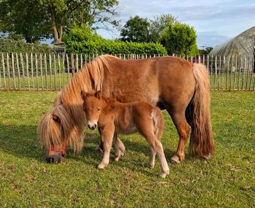 Shetland pony's te koop. beschikbaar voor biedingen