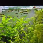Gratis guppy's, Dieren en Toebehoren, Vissen | Aquariumvissen, Vis