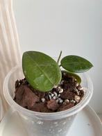 Hoya verticillata black margin gewortelde stek, Huis en Inrichting, Kamerplanten, Ophalen, Halfschaduw, Minder dan 100 cm